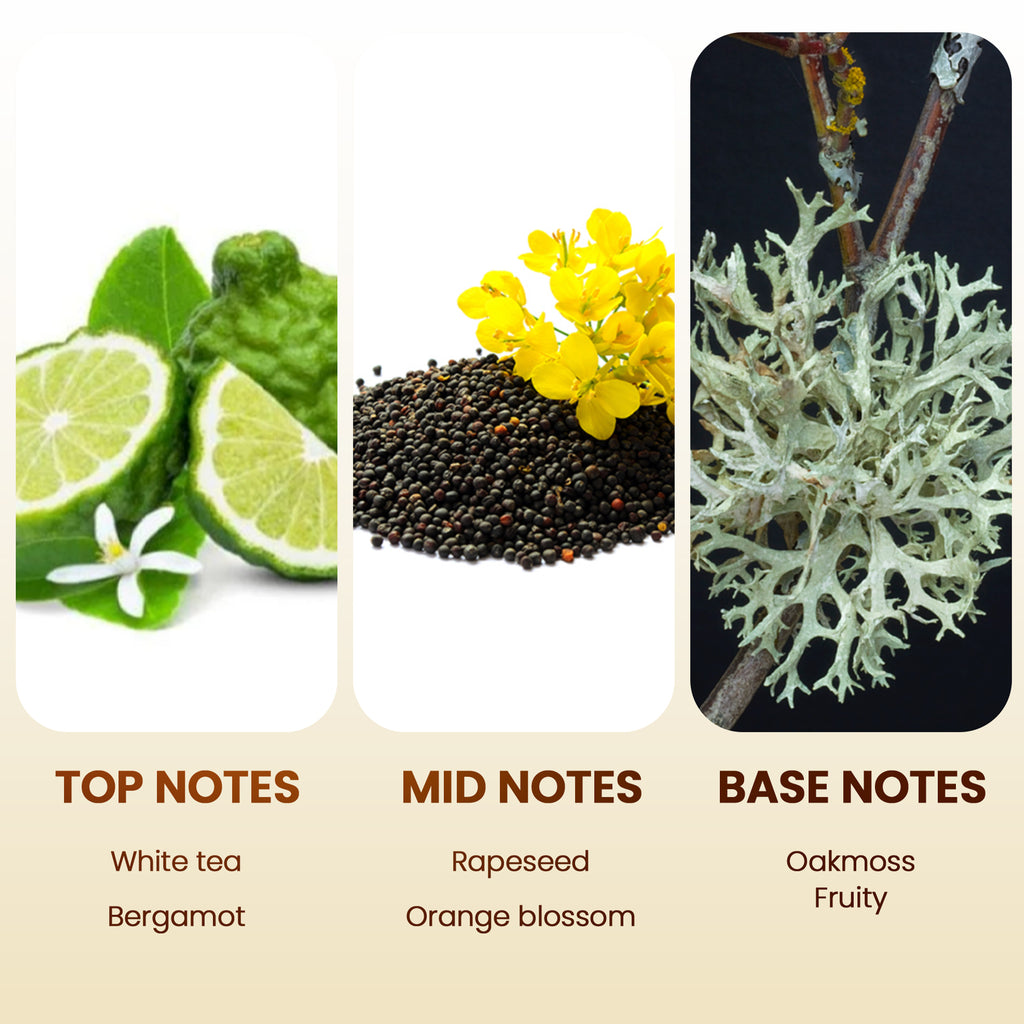 Scent Aura IV Zen Garden Fragrance Oil Inspired by The Galaxy Macau Hotel Scent for All Diffusers Safe for Family & Pets